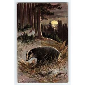 Signed Muller Artist Postcard Badger in Moonlit Forest Scene Wildlife